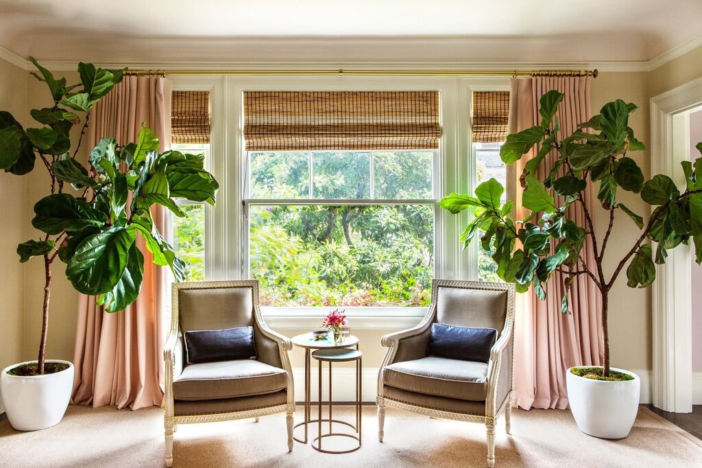 Ficus in the apartment interior