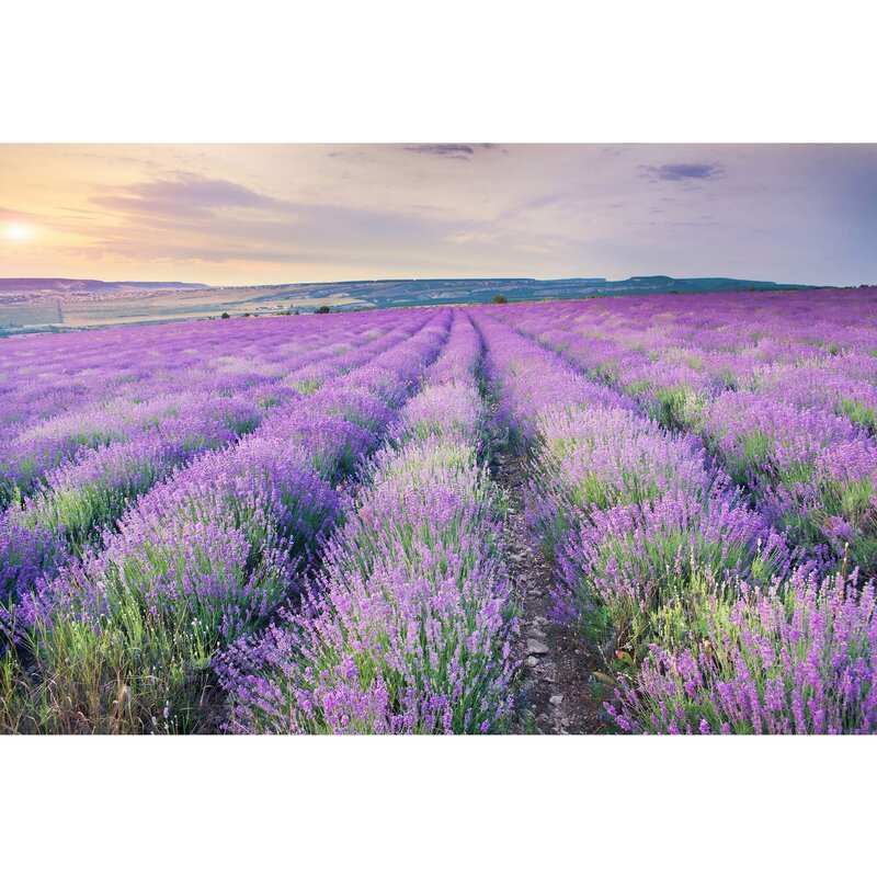 Lavender photo wallpaper