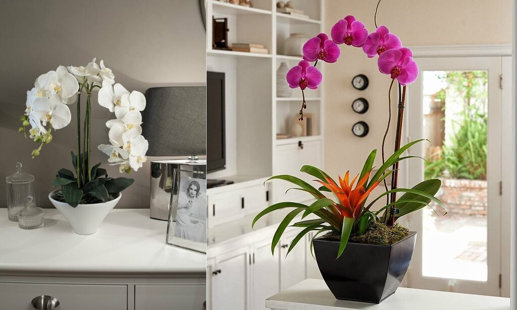 Гостиная орхидея
