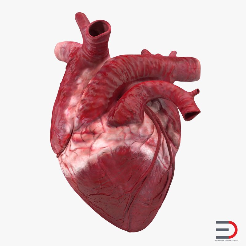 Картинки человеческого сердца