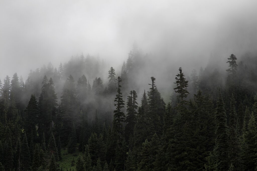 Картинки лес в тумане