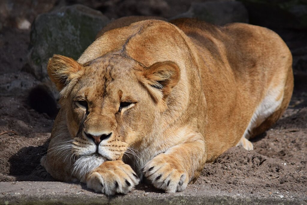 Pictures of lionesses