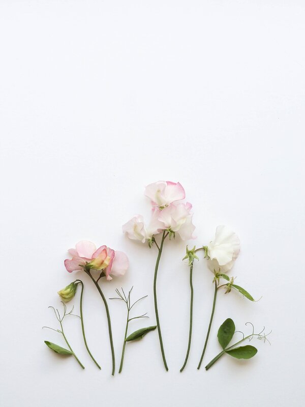 Картинки минимализм цветы