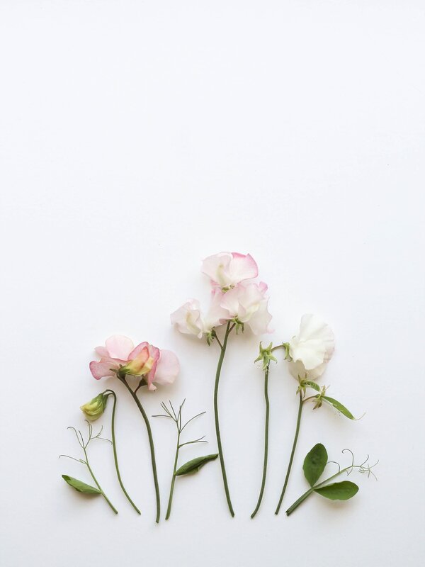 Minimalist flower images