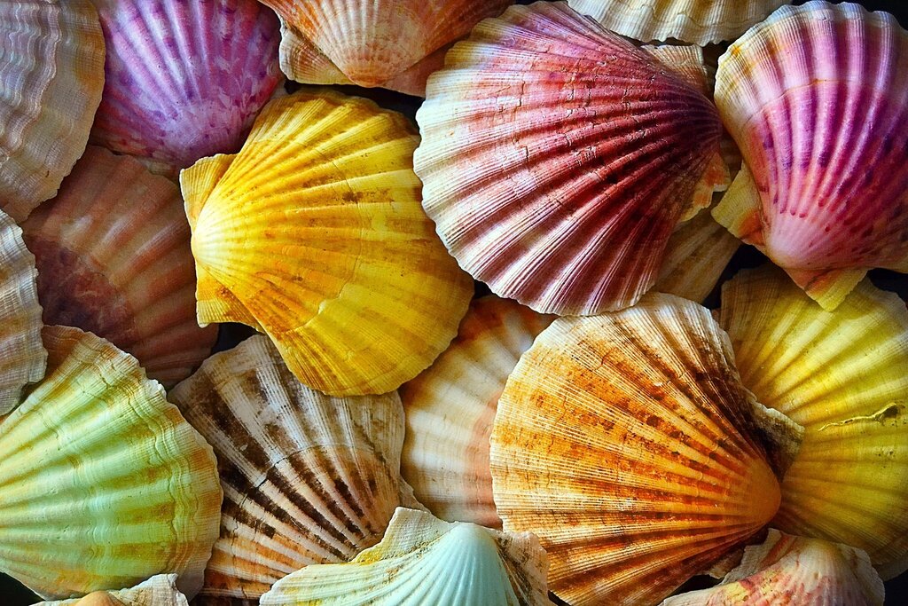 Pictures of shells