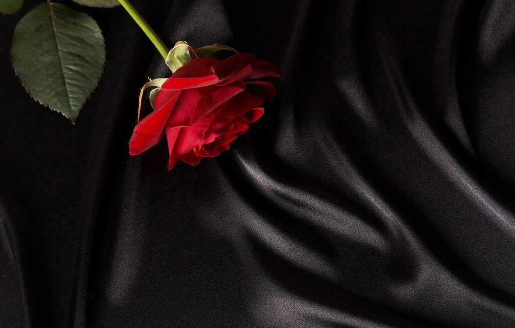 Картинки розы на черном фоне