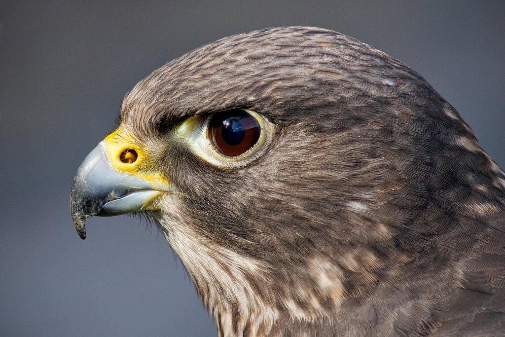 Birds of prey pictures