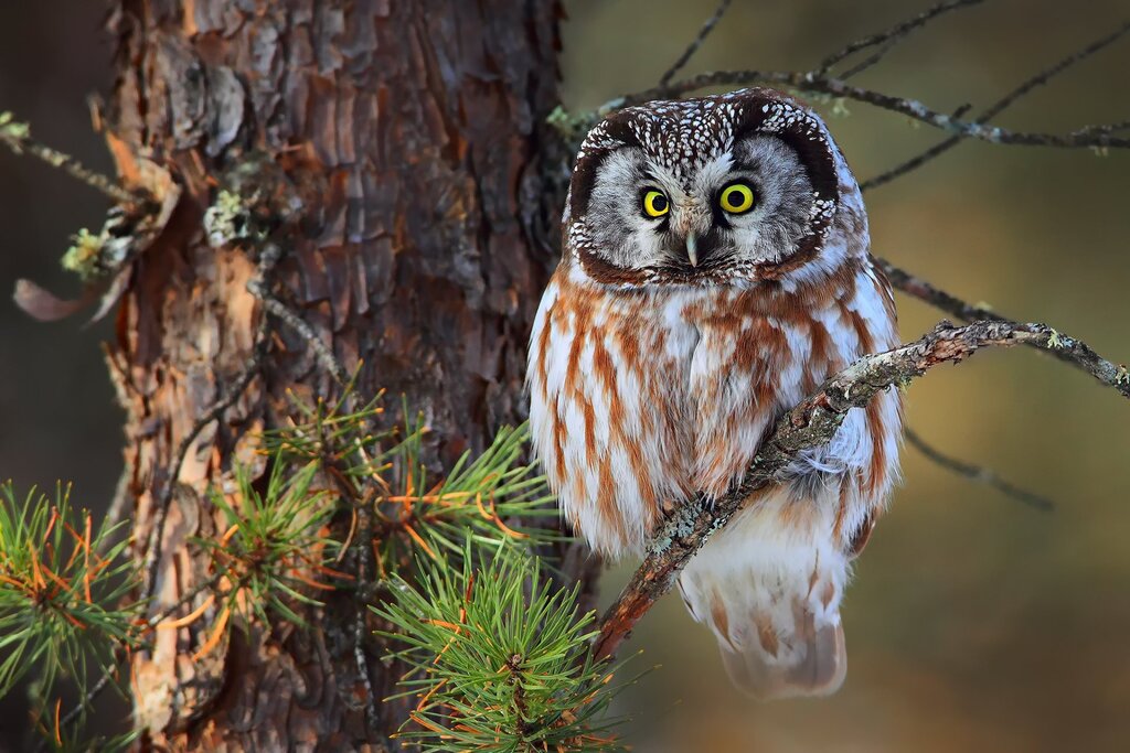 Beautiful pictures of an owl