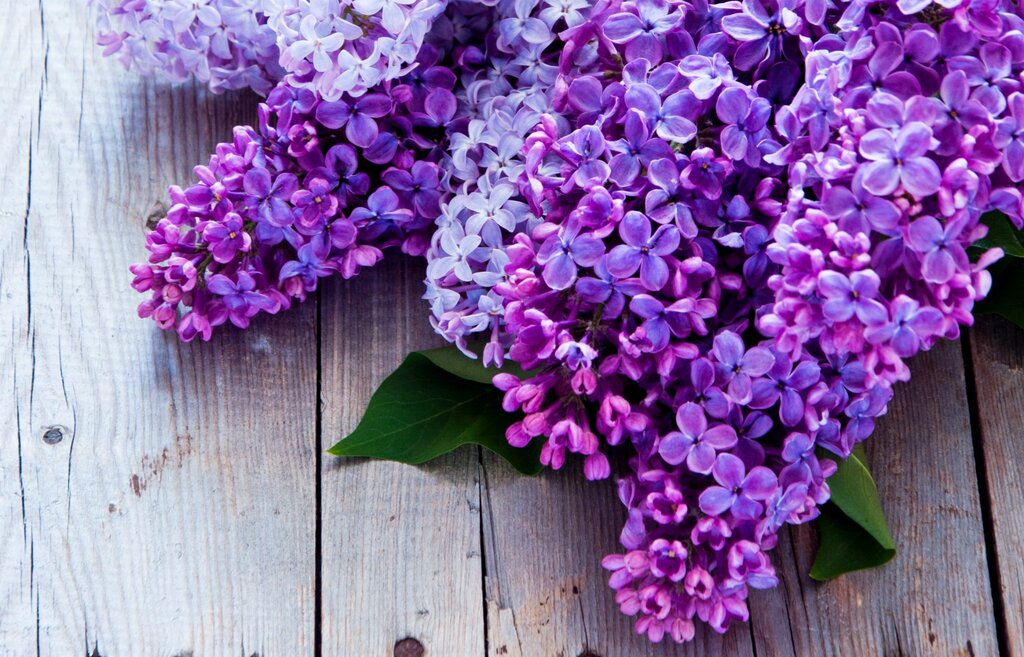 Beautiful lilac pictures