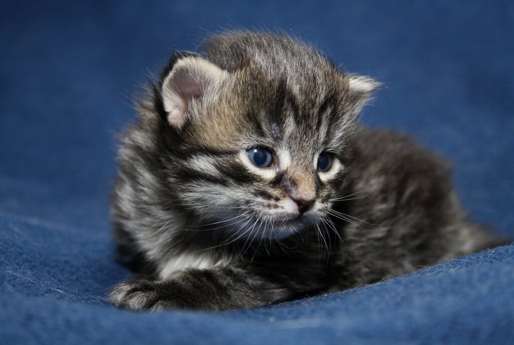 Little kittens pictures