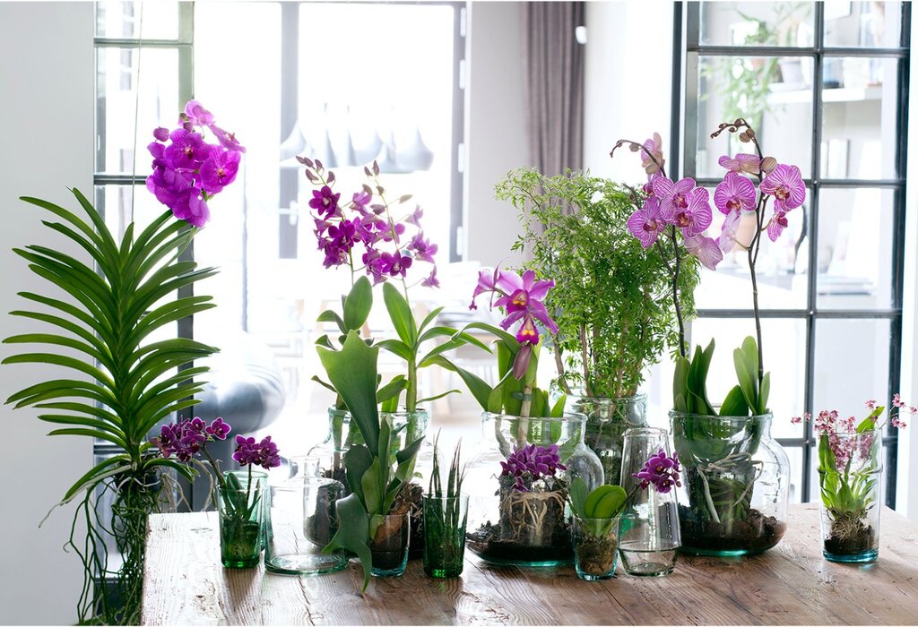 Орхидеи на окне
