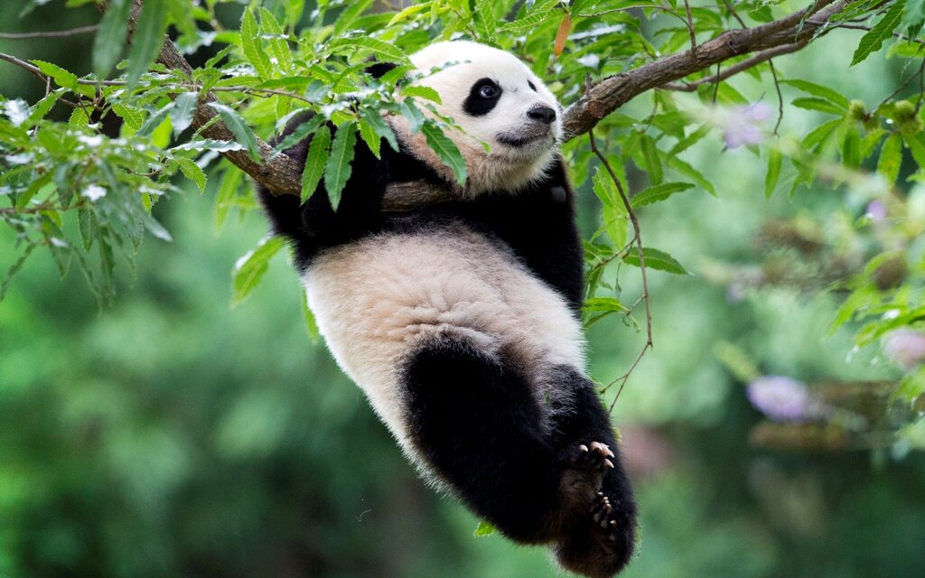 Панда красивые картинки