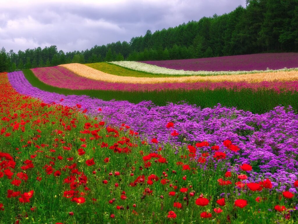 A field of flowers pictures