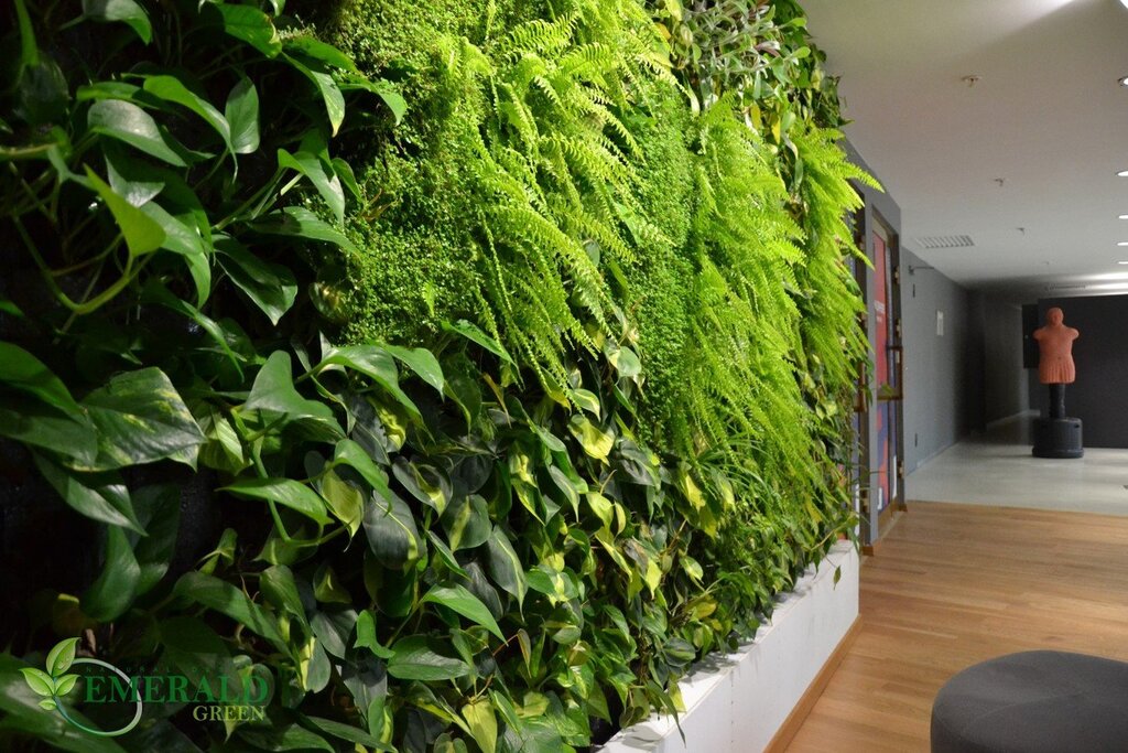 Зеленая стена из растений в квартире